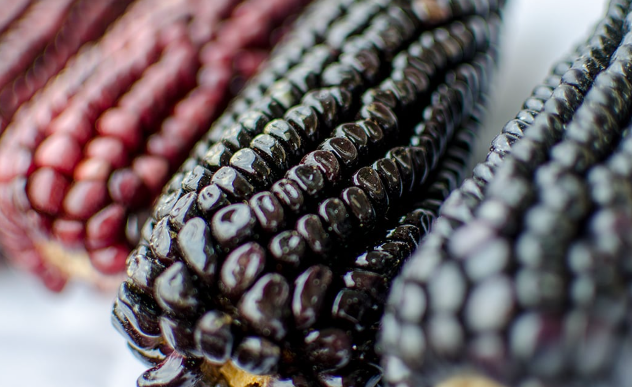 Festival de las Frutas y Semillas Nativas en Jalisco